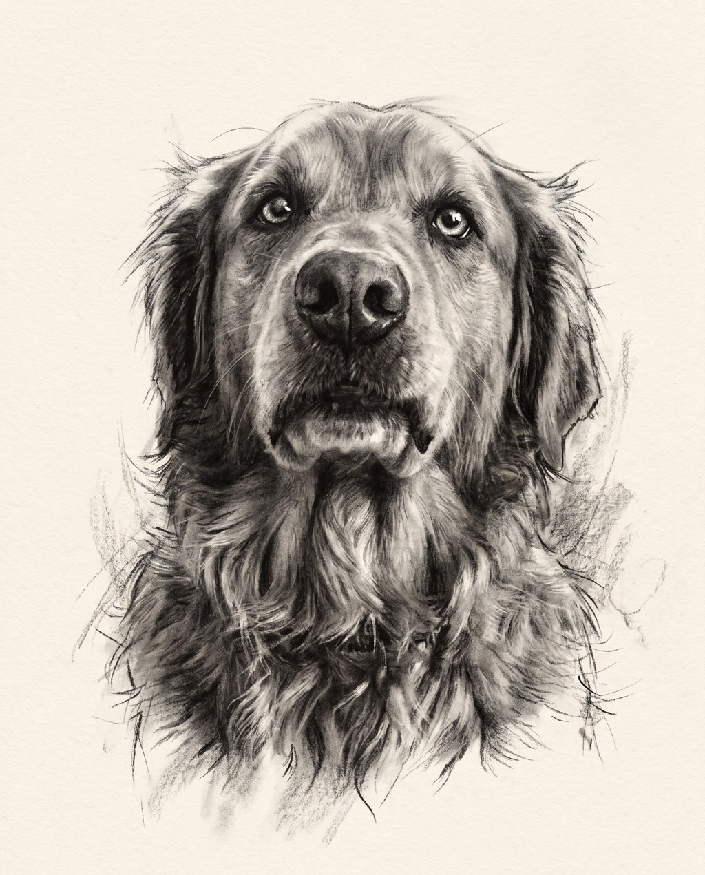 Charcoal pet portrait sample