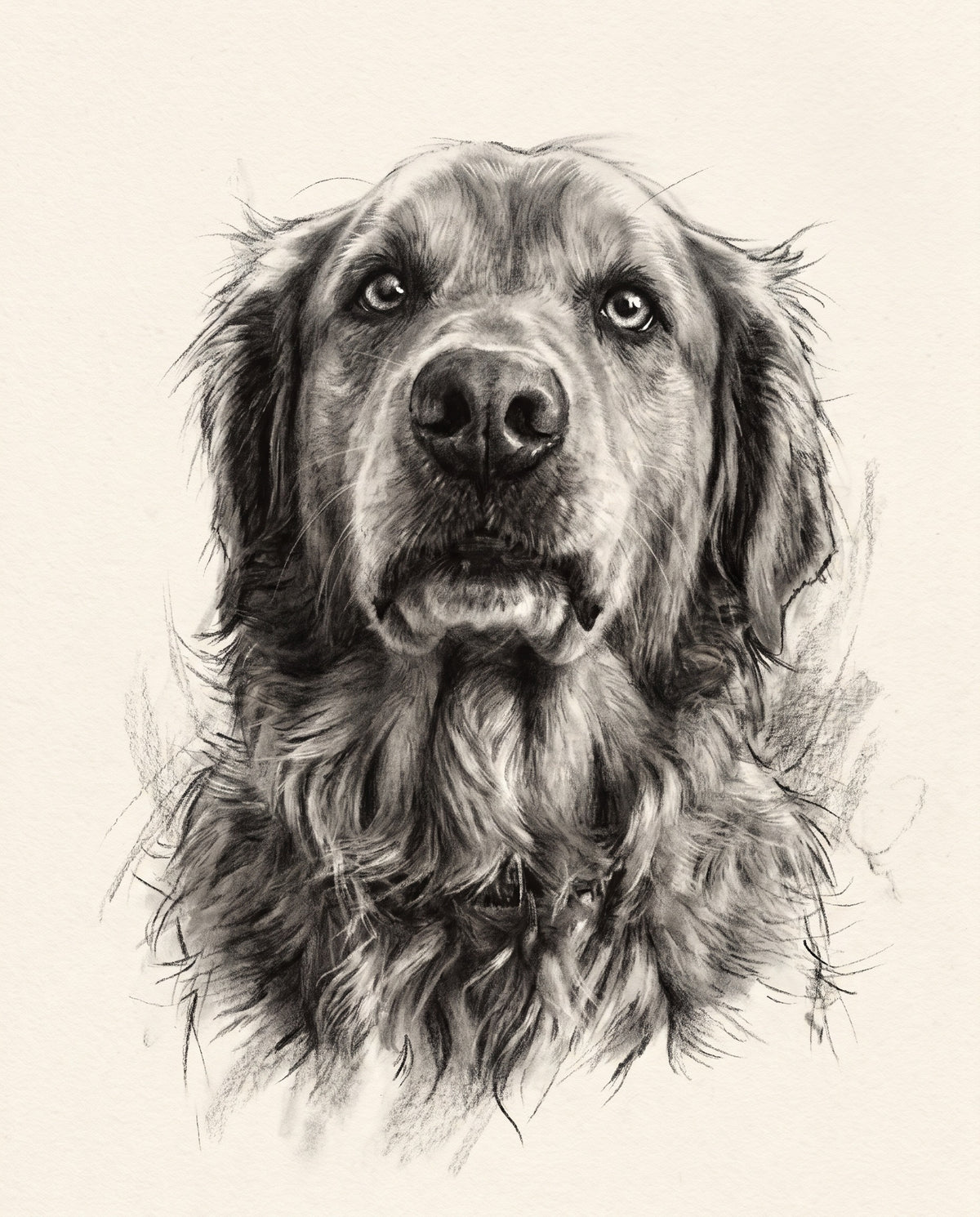 Charcoal pet portrait sample