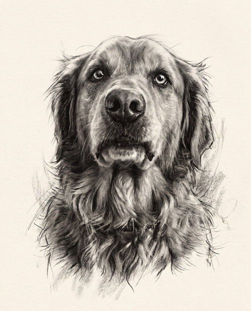Charcoal pet portrait sample