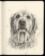 Pencil Sketch pet portrait sample